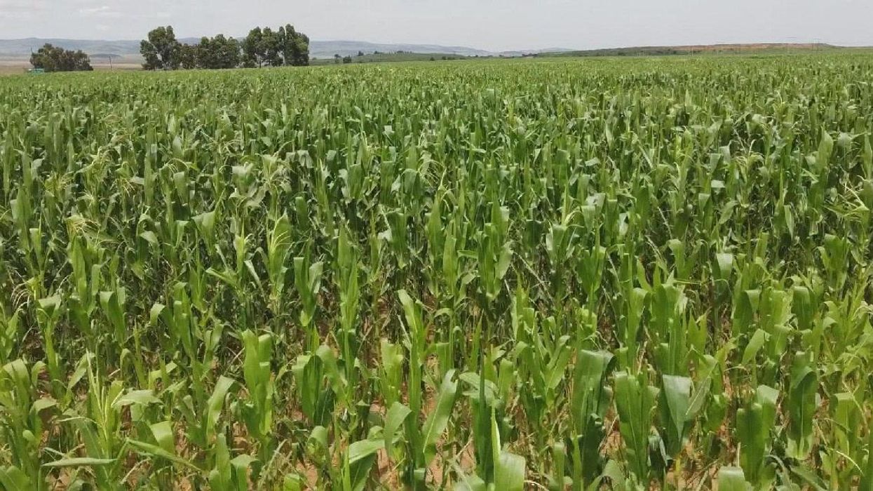 Outrage in South Korea over commercial that 'sexually objectified' garlic