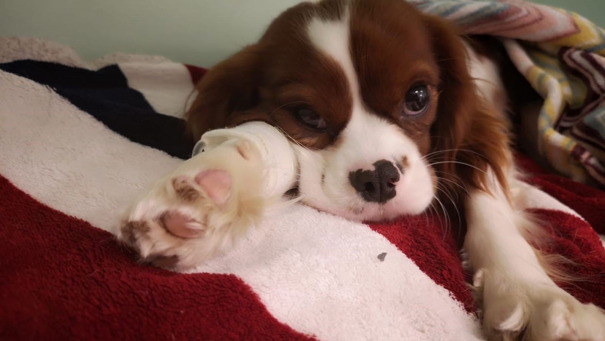 Toffee the Cavalier King Charles Spaniel at the Blue Cross animal hospital in Victoria, London