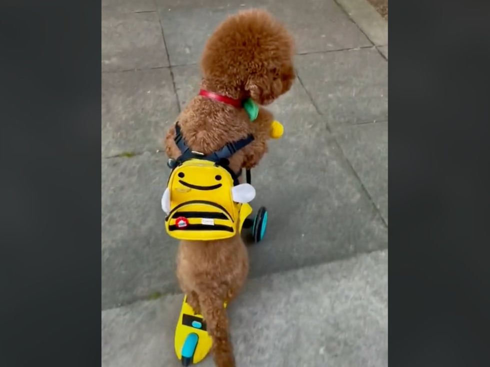 Toffy impressed people with his scooter skills