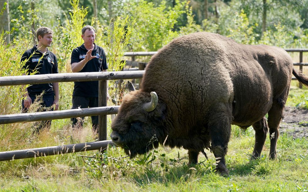 Bison set for release into British woodland to help nature and climate crises