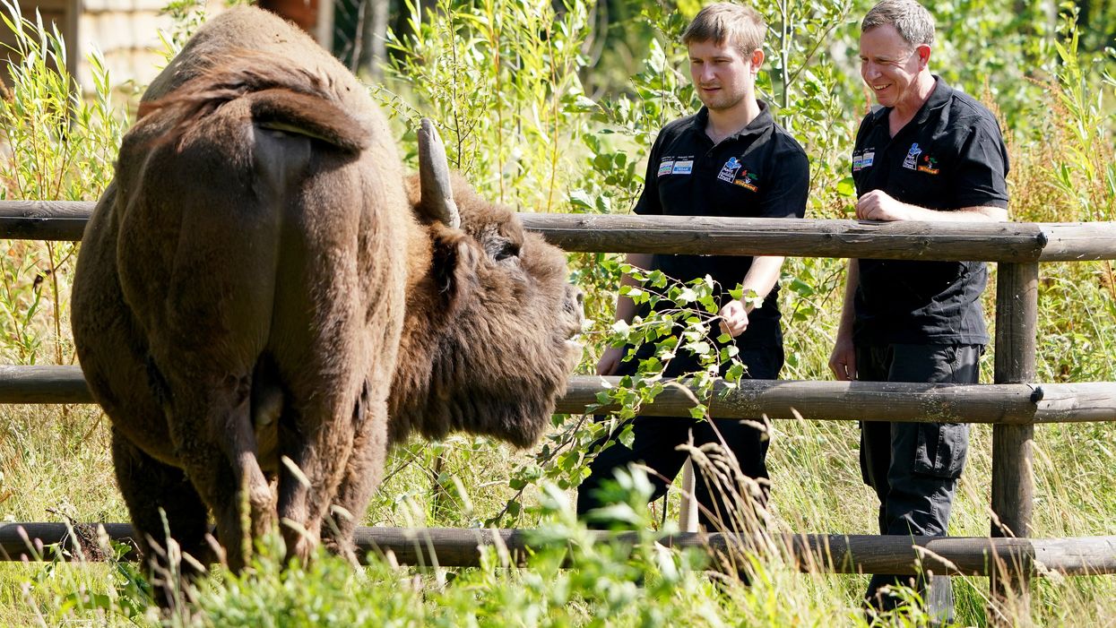 Tom Gibbs (left) and Donovan Wright, the UK’s first-ever bison rangers, get to know a bison (Gareth Fuller/PA)