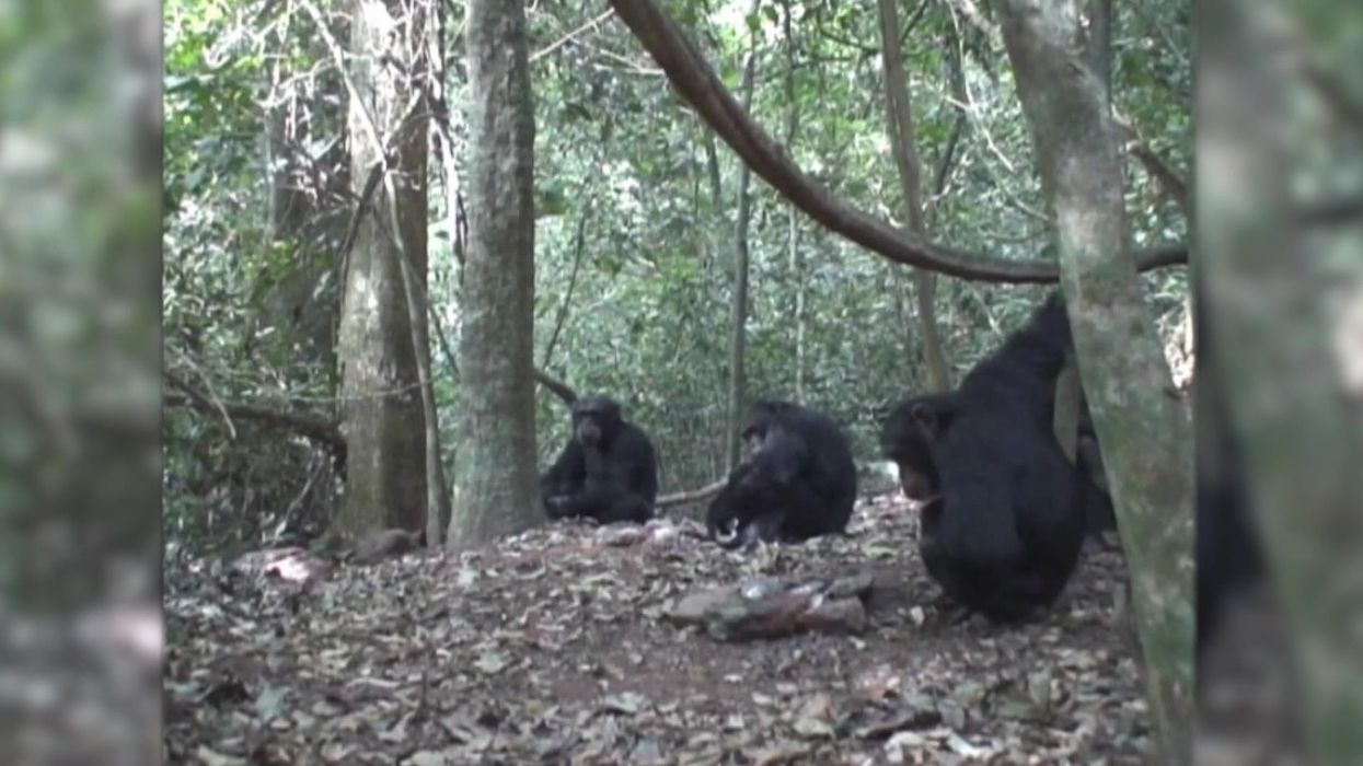 Tool use may be socially learned in wild chimpanzees, study reveals