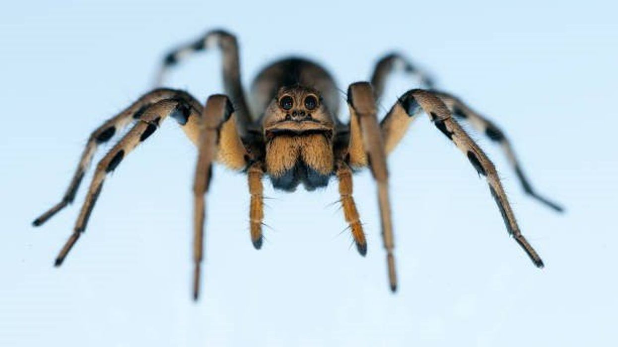 What is '10 legs, 8 broken'? The spider poem that's got TikTok emotional