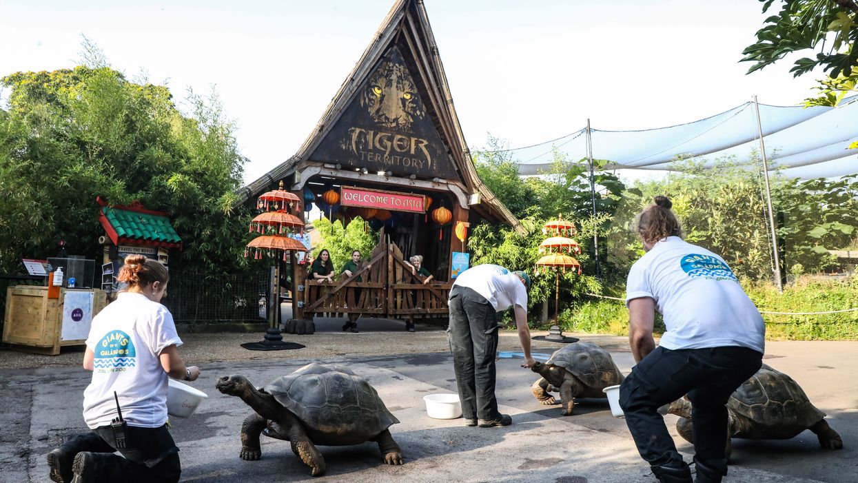 Tortoises in front of Tiger Territory (ZSL London Zoo/PA)