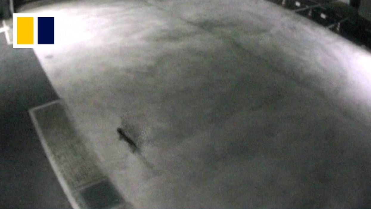 City warns of toxic cat roaming the streets after chemical vat accident