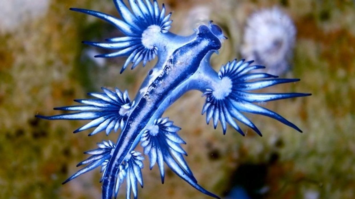 Warnings issued as rare blue dragon 'angels' force beaches to close