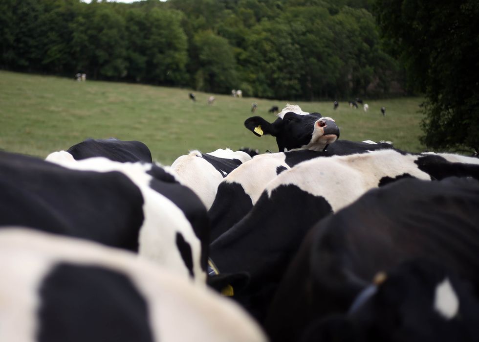 Moo-ve over: Cows wander from Yorkshire farm to M62 before being herded back
