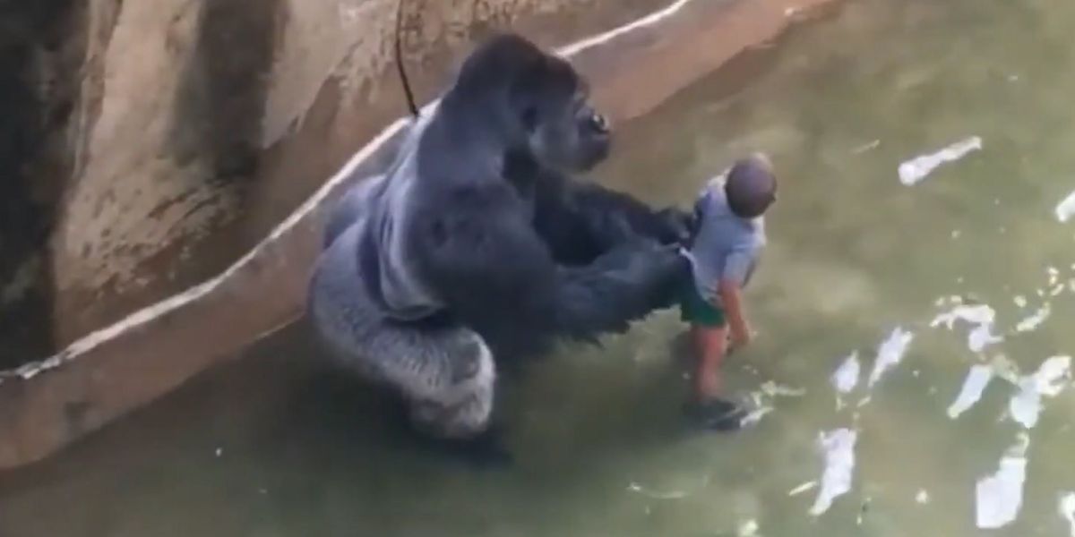Harambe Rizz New footage of Harambe emerges in Amazon Prime documentary | indy100