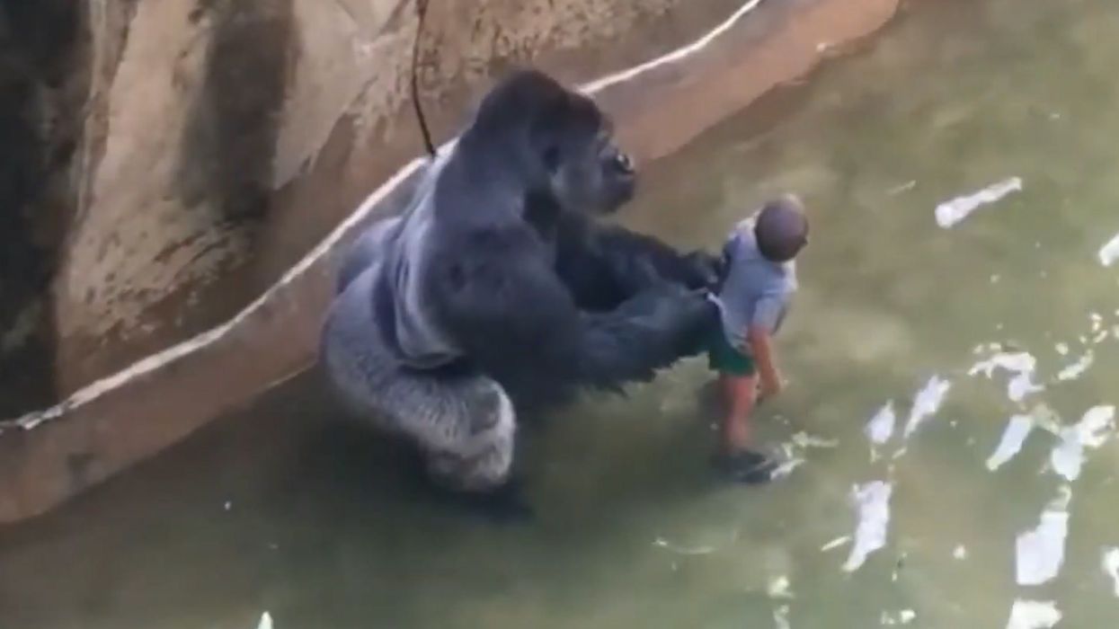 New footage of Harambe emerges in Amazon Prime documentary