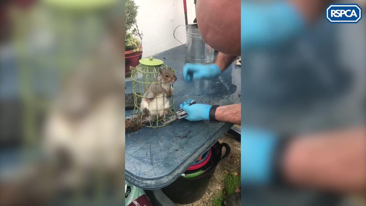 People are absolutely disgusted as disturbing footage of Kurt Zouma kicking a cat goes viral