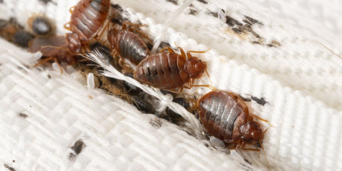 Expert shares five tips to prevent bed bug infestation in your home ...