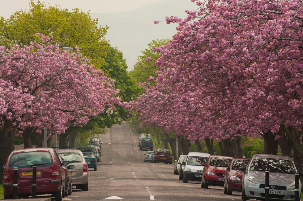 Trees outside woodlands in England mapped for first time
