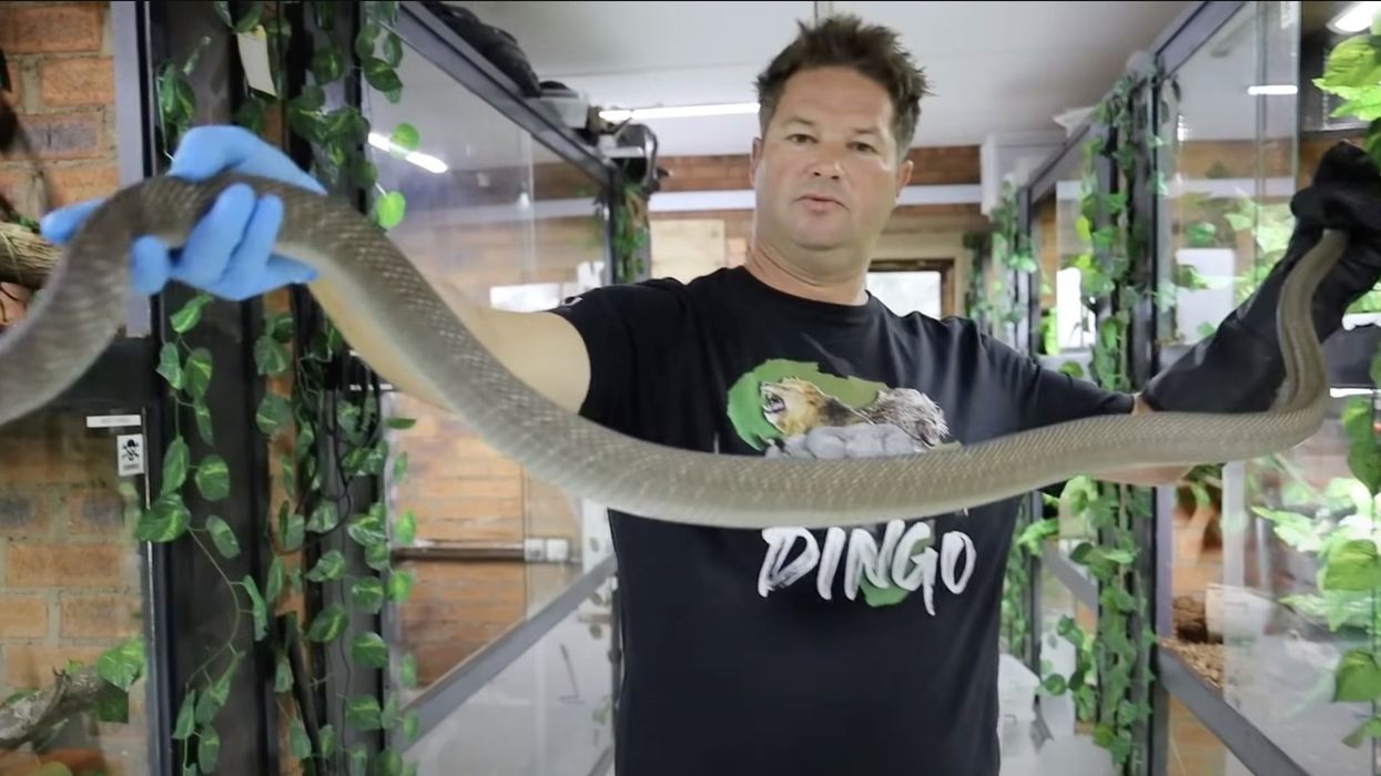 Tributes paid as YouTuber dubbed 'South Africa's Steve Irwin' dies in Cobra attack