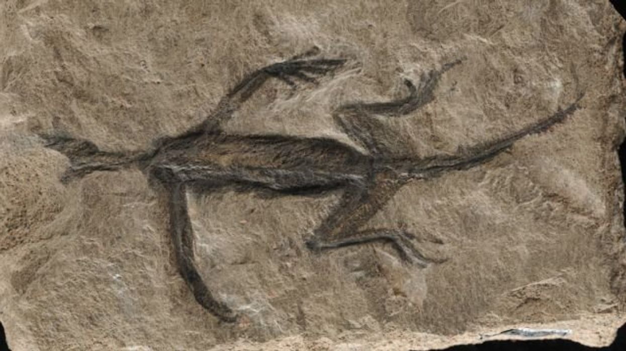 Scientists discover identity of mystery fossil that's baffled them for decades