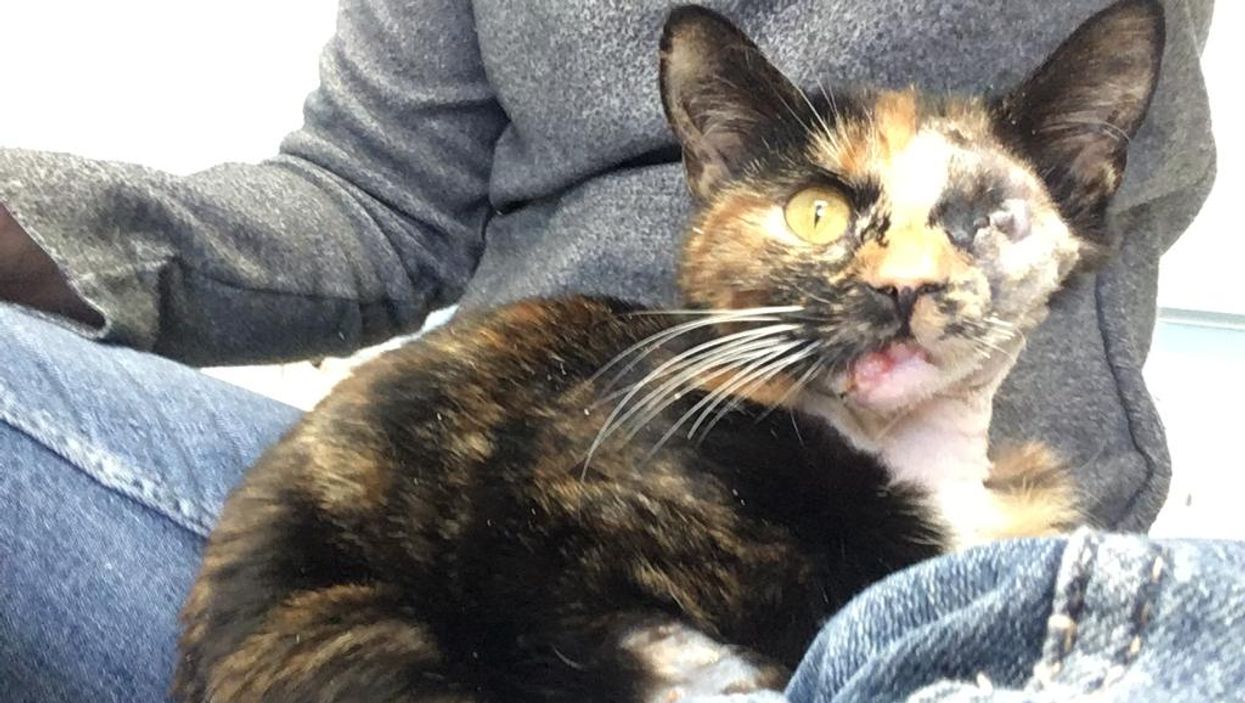 Trudie the ‘miracle cat’ survived a bus crash and is now seeking a new home (RSPCA)