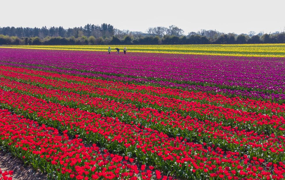 Tulip fields in flower