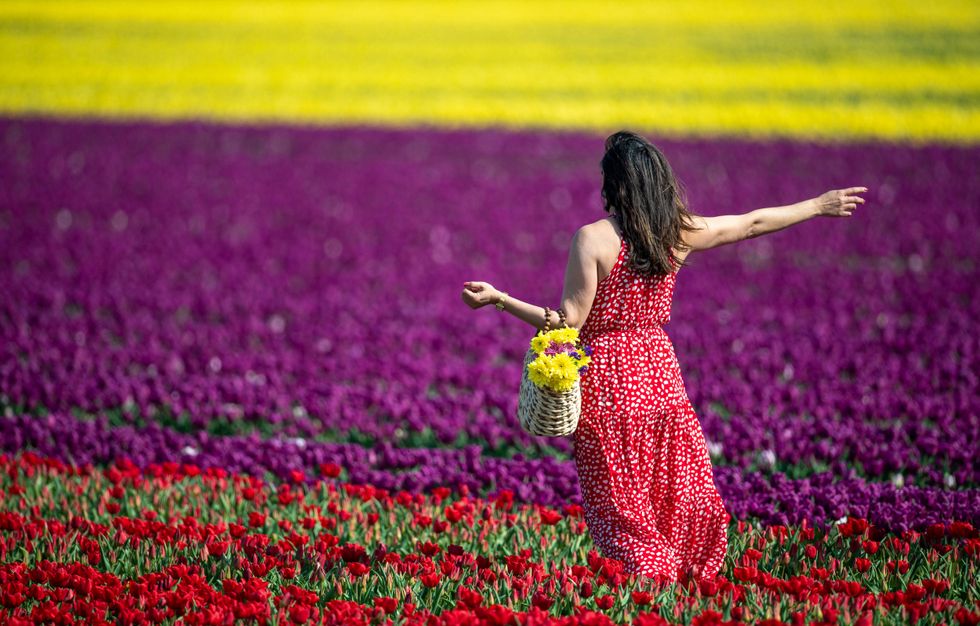 Tulip fields in flower