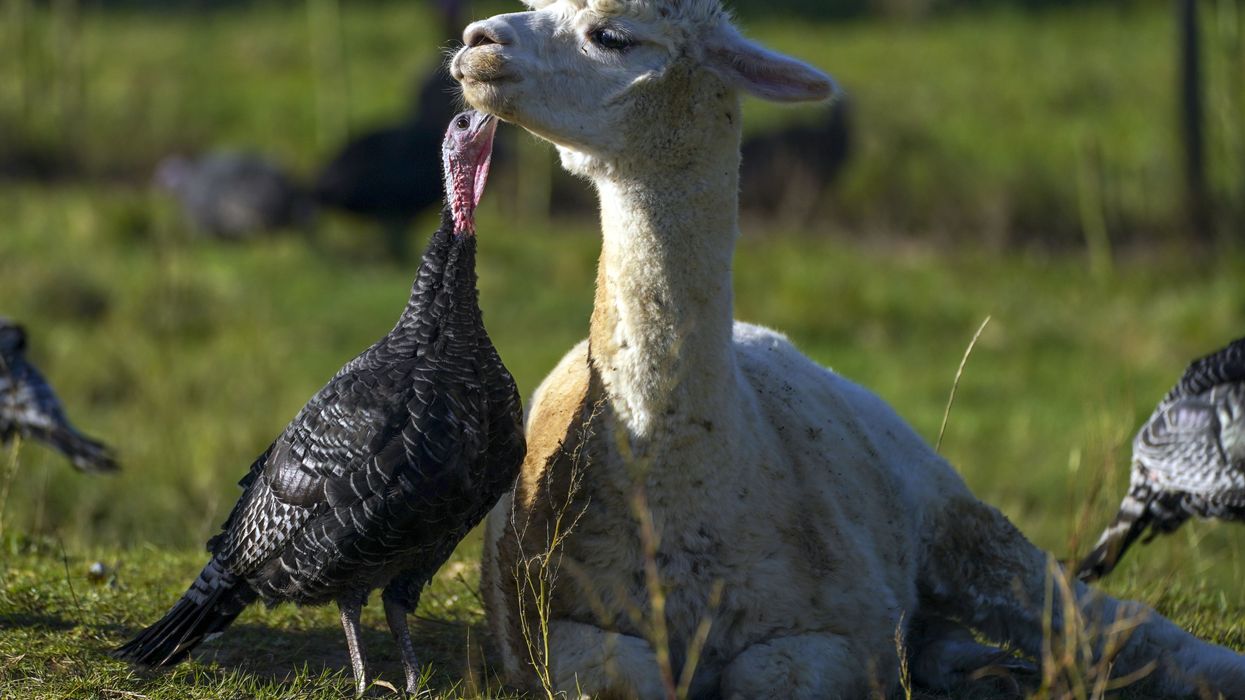 Turkeys are guarded from foxes by alpacas at Copas Traditional Turkeys farm in Cookham, near Maidenhead (Steve Parsons/PA)
