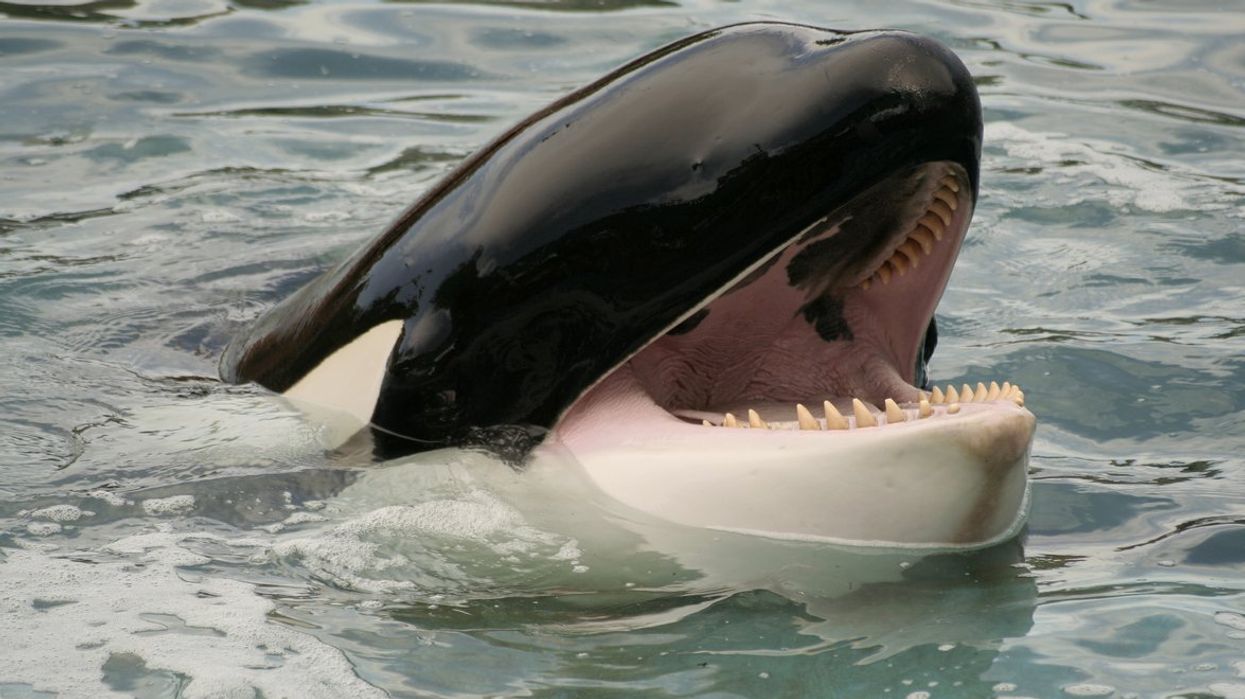 Sailors are now blasting heavy metal to stop Orcas attacking their boats