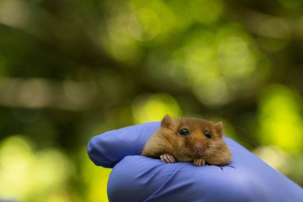 Hazel dormice reintroduced into Derbyshire woodland