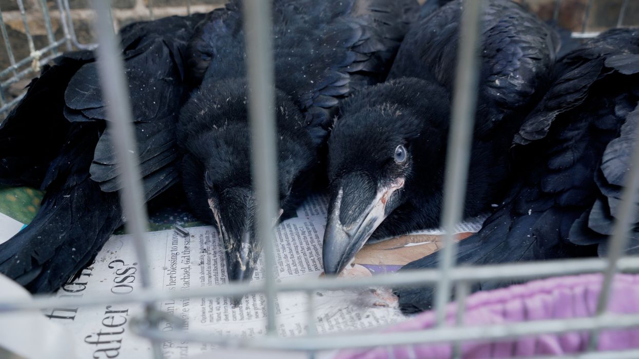 Two baby ravens peer through a cage - they are lying on newspaper with their eyes open