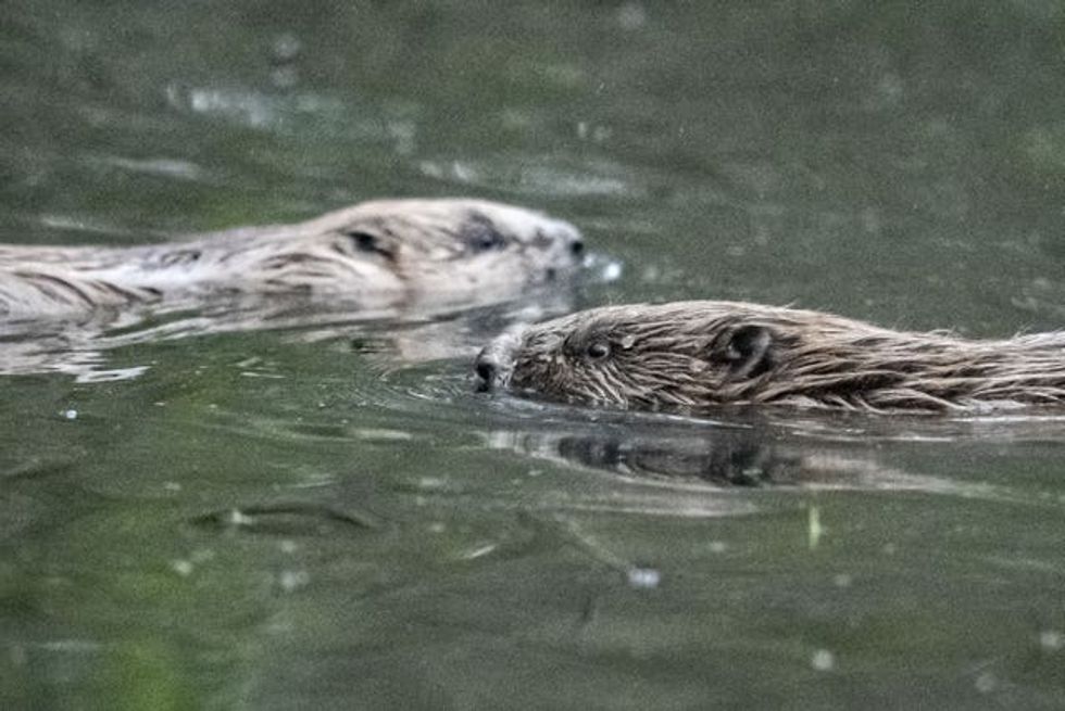 Two beavers swimming in the water