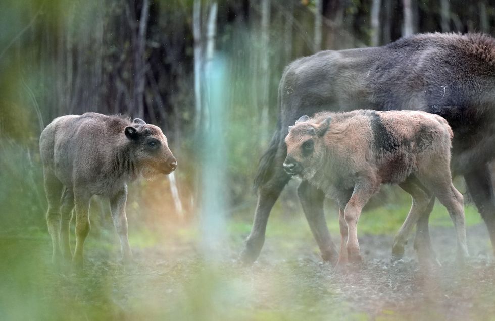 Bison introduced to Kent woodland welcome two new calves to the herd