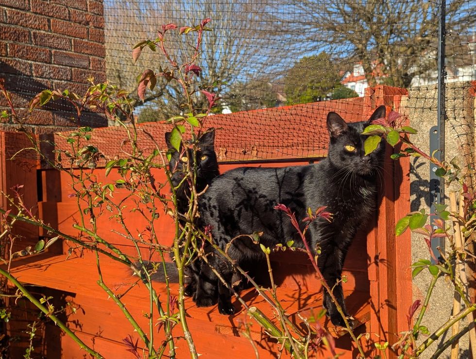 Two black cats on a wooden ledge in a garden