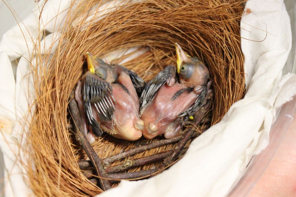 Zookeepers save endangered baby birds by hand-feeding them 12 times a day