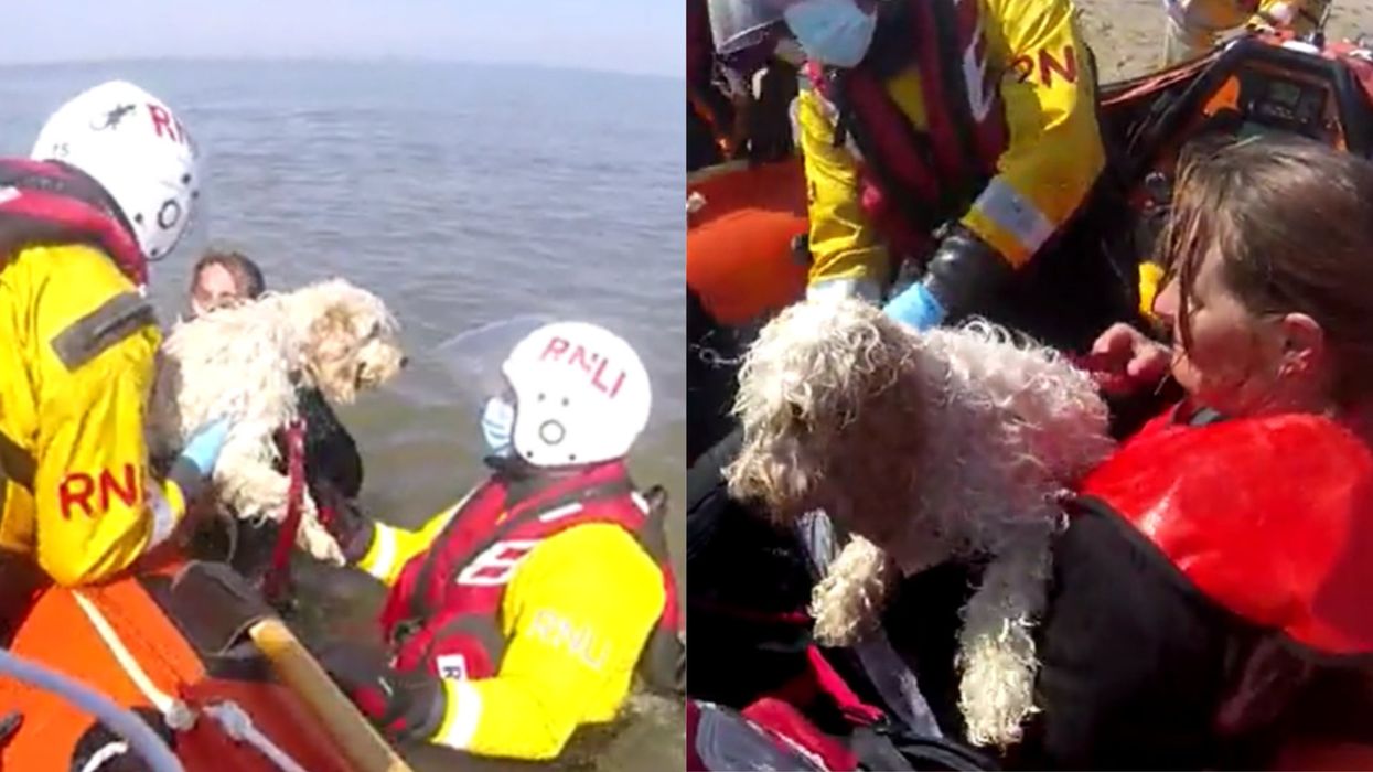 Two dogs and walker rescued after being swept out by tide