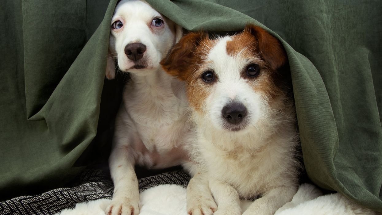 Two dogs frightened by fireworks