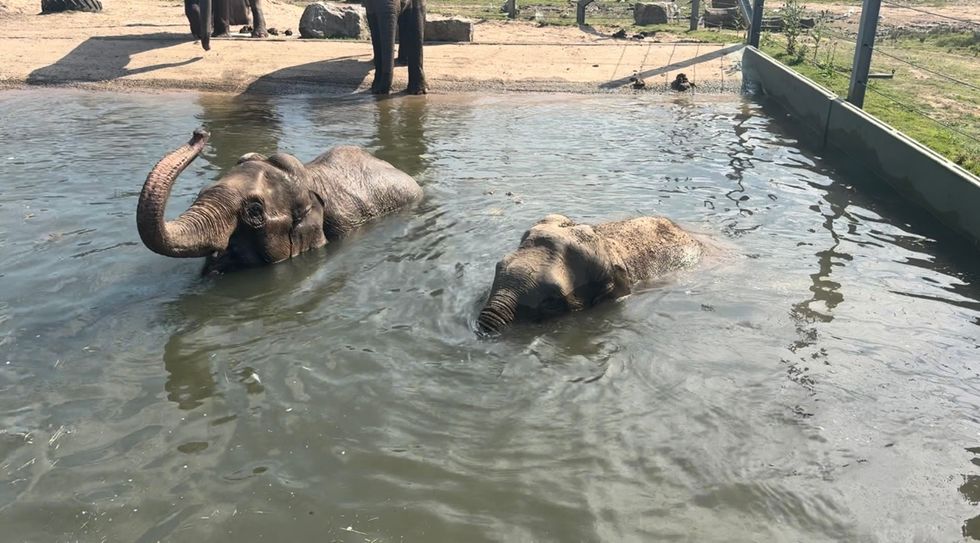 Two elephants swimming in a pool