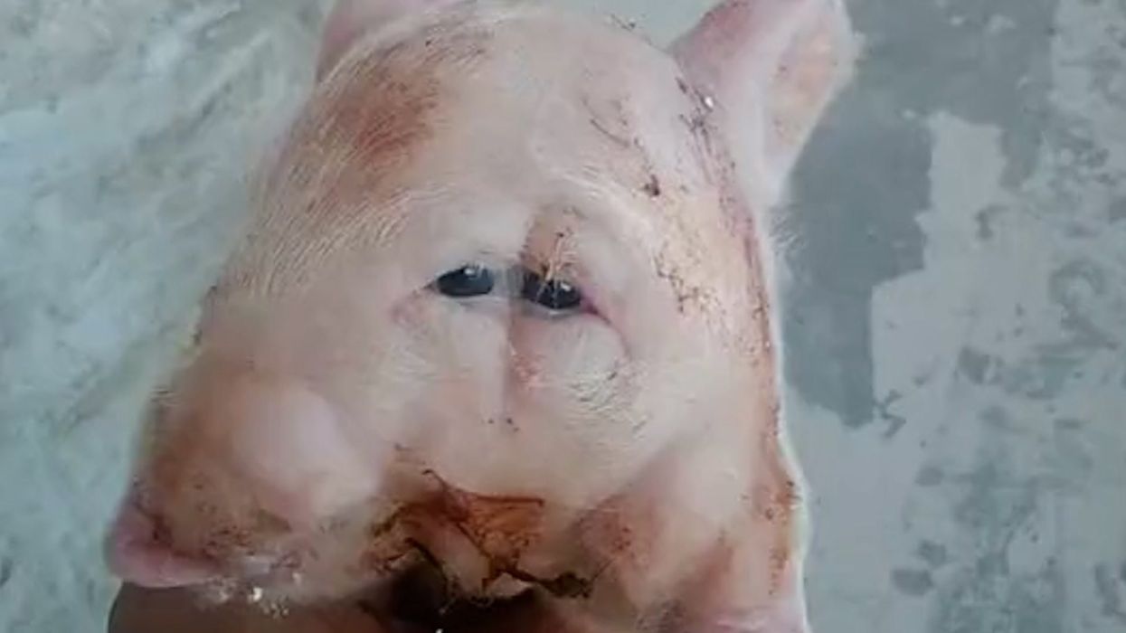 Rare two-headed pig born with four eyes and two snouts