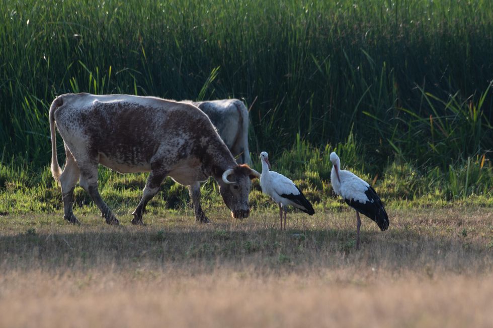 Two longhorn cattle graze next to two white storks standing in short grass