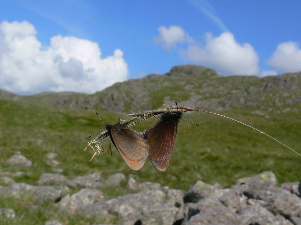 Two mountain ringlets breeding while balanced on a grass stem with rocky mountain landscape behind