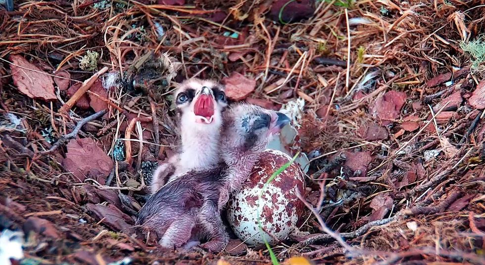 Second osprey chick hatches at Scottish wildlife reserve