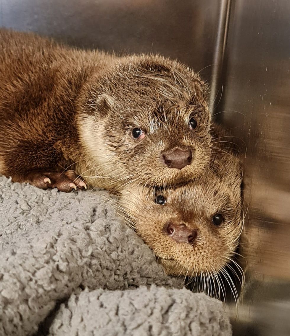 Otter pup rescued from Tesco van’s engine compartment