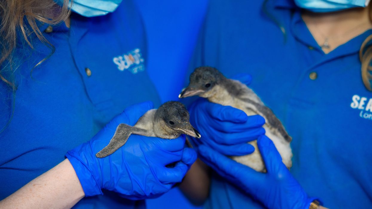 <p>Two penguin chicks at Sea Life London Aquarium</p>