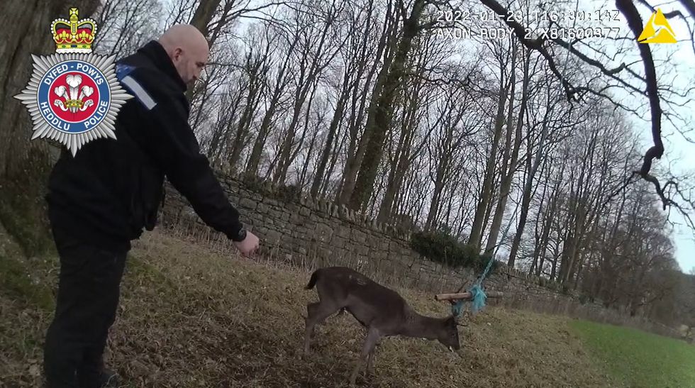 ‘Animal-loving’ police officers save deer trapped in rope swing