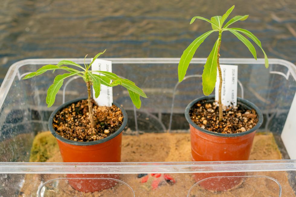 Two saplings in pots