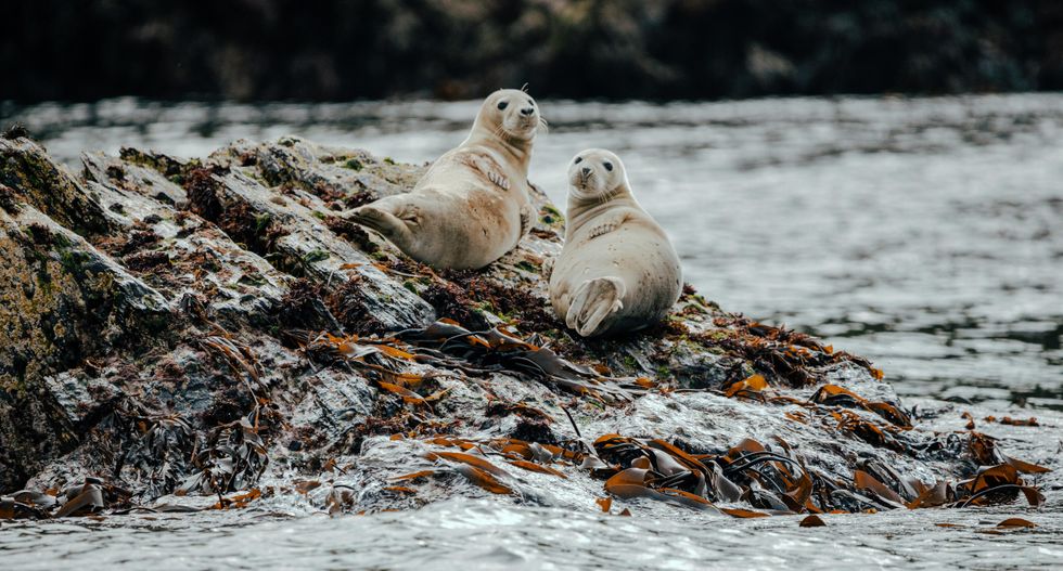 Two seals sitting on a rock