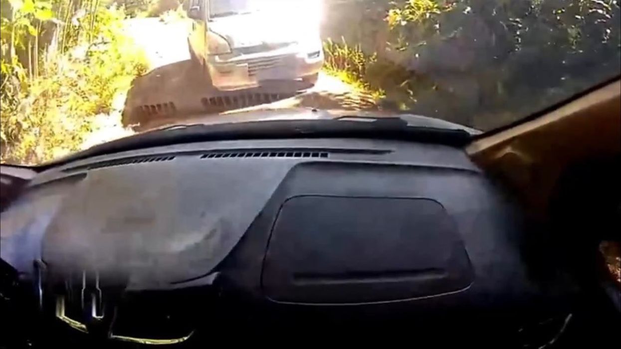 World's longest snake identified as four different species – not one