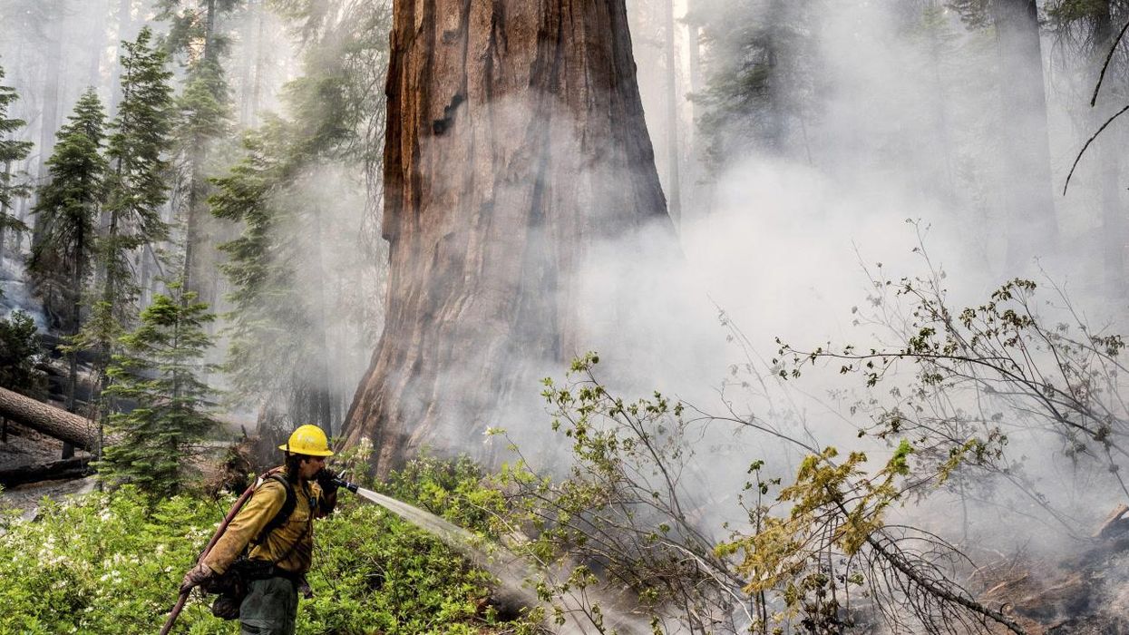 Visiting the world's tallest tree could land you in jail for six months