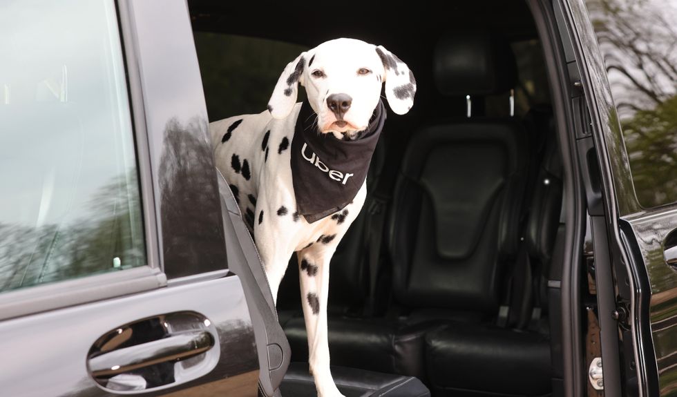 Uber launches travel service for pets