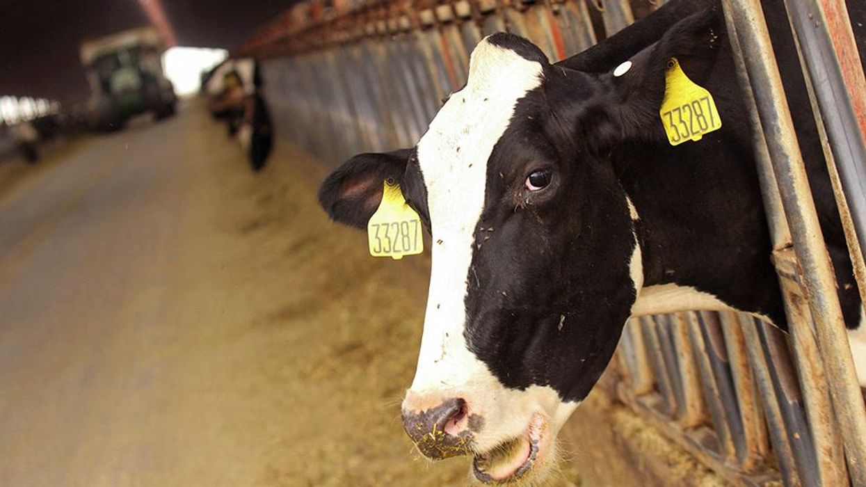 A man escaped from dead cows anus in TV stunt banned from ever being broadcast