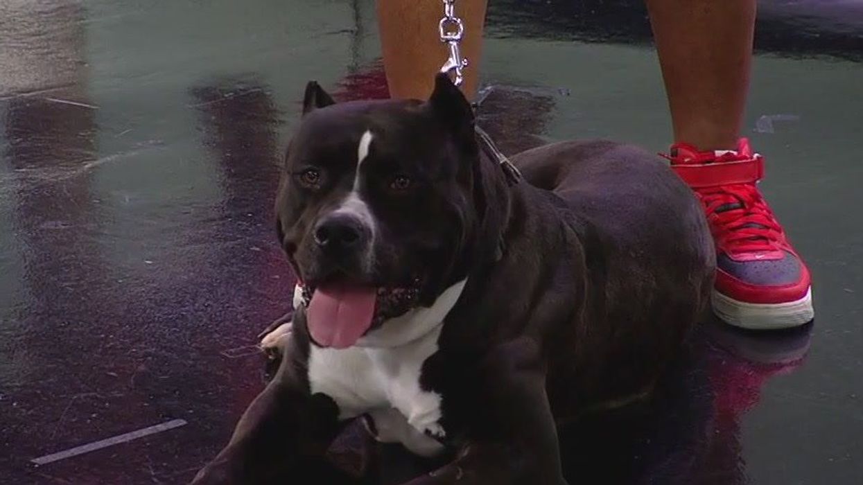 XL bully to be destroyed after biting owner during sex