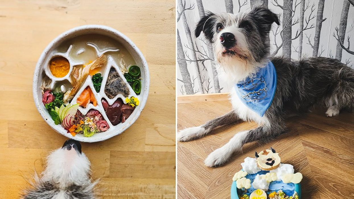 Dog-lover shares her pooch's 'Michelin star-worthy' diet including caviar and salmon
