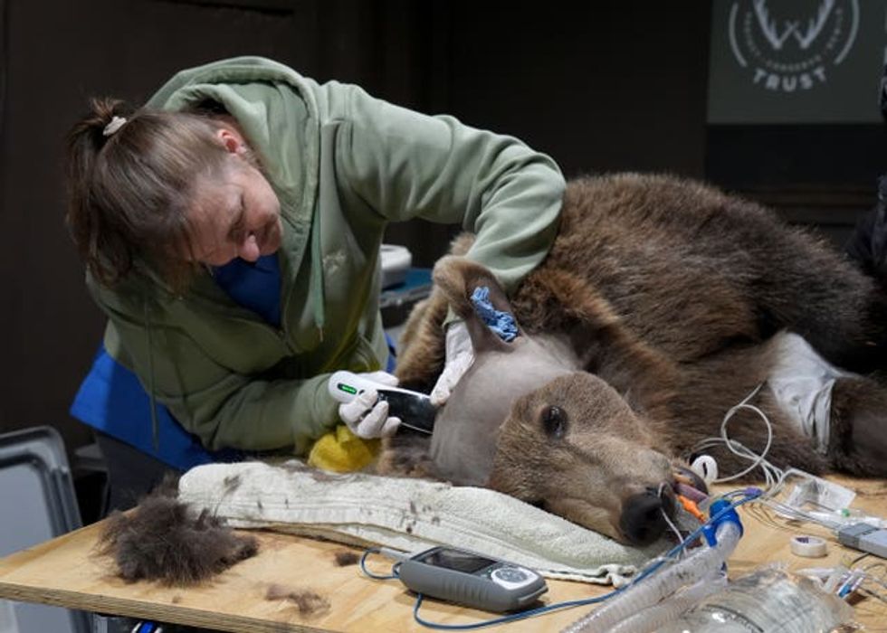 UK\u2019s first bear brain surgery \u2013 Kent
