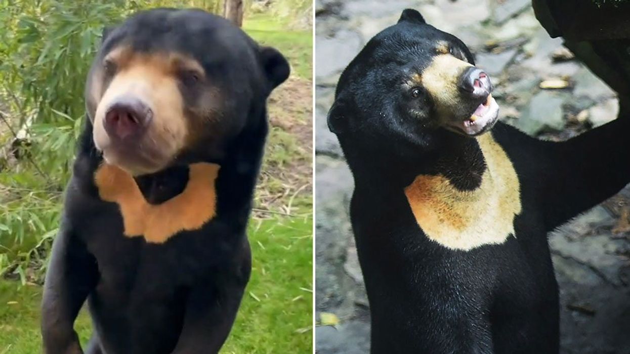 British wildlife park shares footage of its own 'human bears' in defence of Chinese zoo