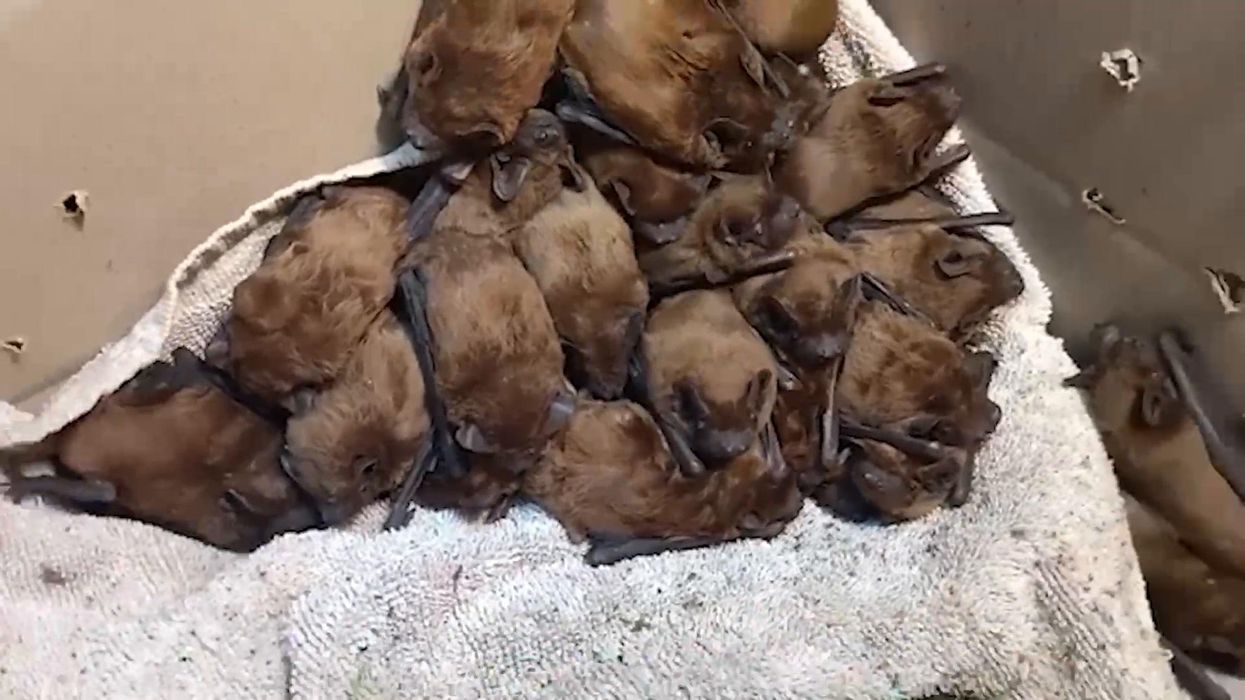 Ukrainian charity sets free bats that were hibernating during Russian bombing